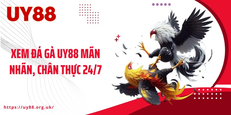 Xem đá gà UY88 mãn nhãn, chân thực 24/7